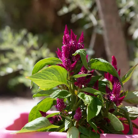 בית הארחה Hill Thassos סקאלה פוטאמיאס