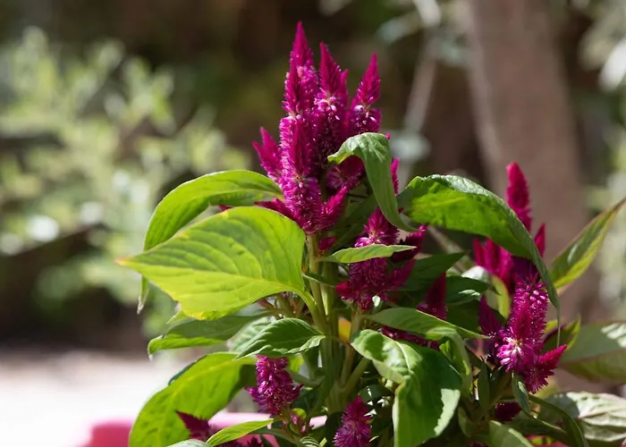 Maison d'hôtes Hill Thassos Skala Potamia (Thasos)